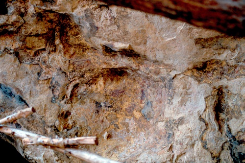 �Ҿ��¹�����¡�͹����ѵ���ʵ�������ٻ ������ �.���¤ �.�ҭ������ &nbsp; (-)