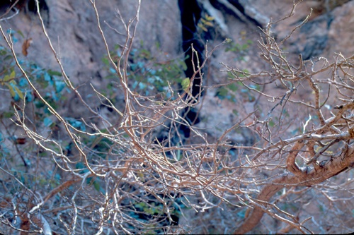 �Ҿ��¹�����¡�͹����ѵ���ʵ�������ٻ ������ �.���¤ �.�ҭ������ &nbsp; (-)