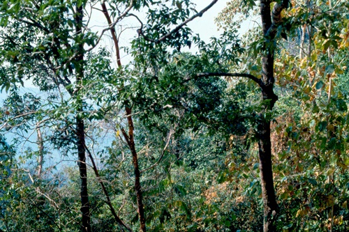 �Ҿ��¹�����¡�͹����ѵ���ʵ�������ٻ ������ �.���¤ �.�ҭ������ &nbsp; (-)