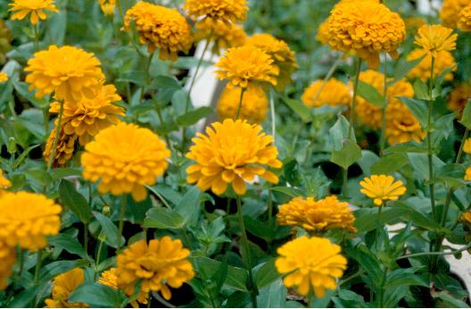 �����Դ������õ����稾�йҧ������ԡԵ��� ��к���ҪԹչҶ ����ǳ����Ҫ���Թ 12 �ԧ�Ҥ� 2535