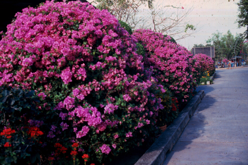 �����͡���ͧ���